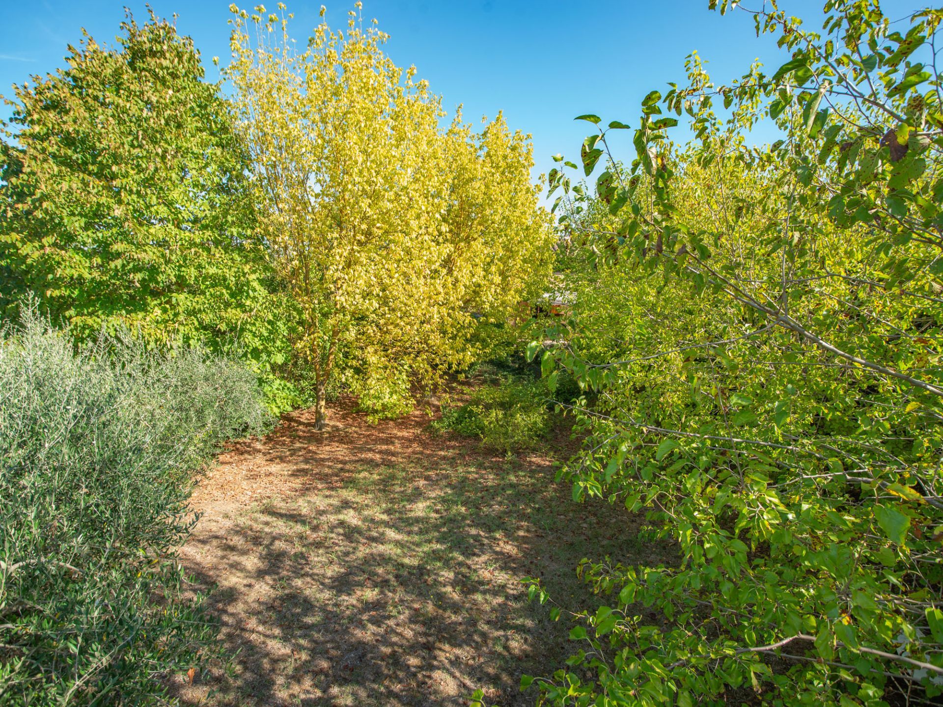 Giardino